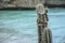 Cactus with a turquoise sea in the background - Curacao, Dutch Caribbean