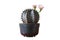 Cactus with two pale pink flowers blooming in a black pastel pot on a white background