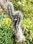 cactus type ornamental plant