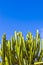 Cactus under blue sky