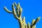 Cactus under blue sky