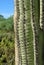 Cactus up close showing the thorns