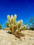 Cactus variety, Palm Desert