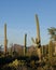 Cactus View