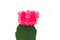 Cactus vintage white background