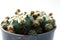 Cactus vintage white background