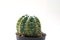 Cactus vintage white background