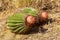 Cactus, Virgin Gorda, Caribbean