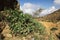 The cactus in Wadi Sara in mountains, Yemen