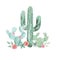 Cactus Watercolor Pink Floral Red Succulents Flowers Cacti