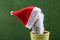 Cactus wearing Santa hat