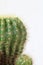 Cactus on white background