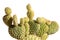 Cactus with White Background