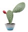 Cactus on white background