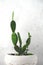 Cactus on a white background in a white cache-pot