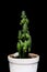 cactus in white earthenware on dark background.