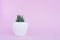 Cactus in white pot on pink background