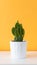 Cactus in white pot. Potted cactus house plant on white shelf against pastel mustard colored wall.