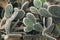 Cactus with white torns front view