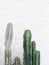 Cactus on white wall background. Minimal floral botanical aesthetic. Travel in details. Canary island