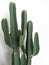 Cactus on white wall isolated