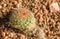 Cactus in the wild. Closeup of the Golden Ball cactus, echinocactus in nature with rocky background. Vedauwoo National Park, Wyomi