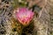 Cactus in wildness in America