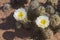 Cactus in wildness in America