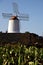 Cactus windmills africa sky