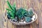 Cactus wood, Small garden Miniature plants Still Life Succulents cactus in pot on wooden shelf Scandinavian style interior decorat