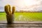 Cactus on wood table on Beautiful Organic green paddy-field