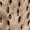 Cactus Wood Texture