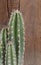 Cactus on wooden background