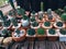 Cactus on wooden background, Cactus in pot background Succulents cactus in desert botanical garden.