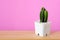 Cactus on wooden table and pink background with copy space, succulent desert houseplant trendy design concept