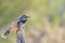 Cactus Wren