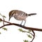 Cactus Wren. 3D rendering with clipping path and