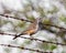 Cactus Wren