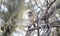 Cactus Wren bird in desert scrub, Arizona