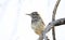 Cactus Wren bird, Tucson Arizona Sonora Desert