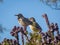 Cactus wren on a cactus tree