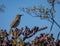 Cactus wren on a cactus tree