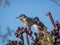 Cactus wren on a cactus tree