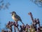 Cactus wren on a cactus tree