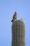 Cactus Wren, Campylorhynchus brunneicapillus