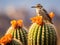 Cactus Wren on a Cholla in the Desert