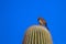 Cactus Wren at dawn on a Giant Saguaro cactus in the Sonoran Desert of southern Arizona