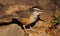 Cactus Wren Looking For Food