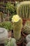 Cactus, yellow flower