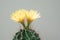 A cactus and yellow flower in a pot with nature bokeh background. Echinofossulocactus Phyllacanthus Lawr. in Loudon